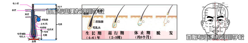 首脑美发初级班课程