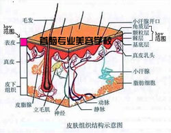 深圳美容学校